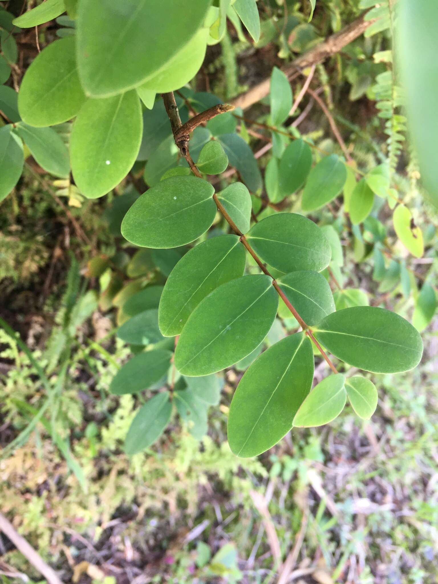 Imagem de Hypericum formosanum Maxim.