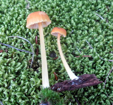 Image of Entoloma unicolor (Peck) Hesler 1967