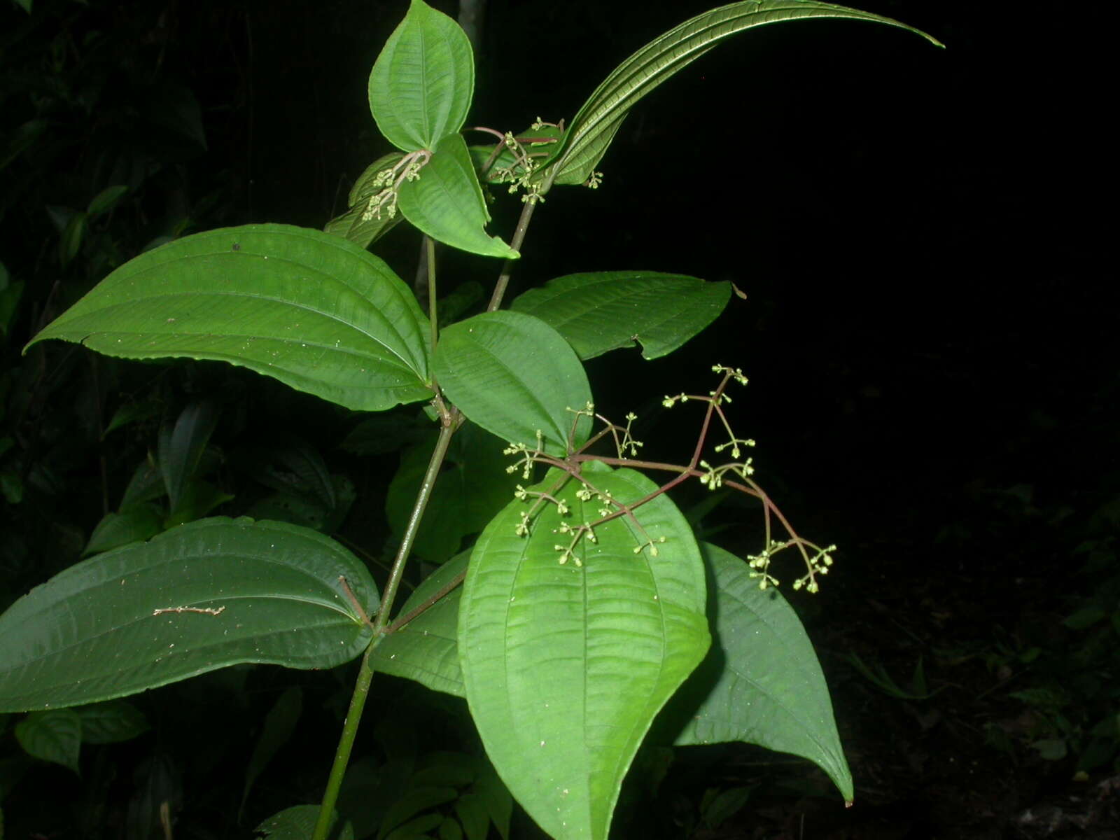 Image of Conostegia dissitiflora (Almeda) Kriebel