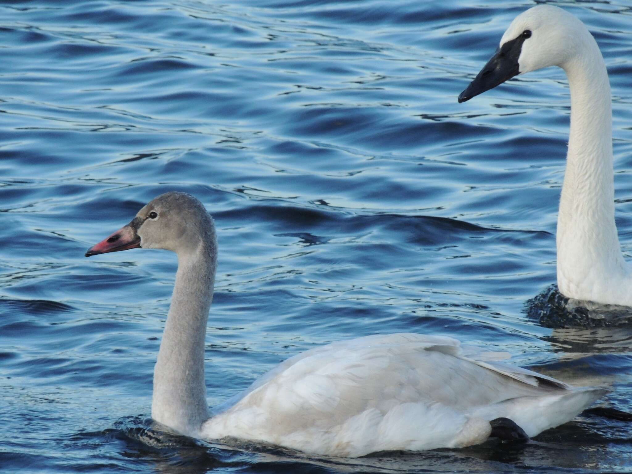 Image de Cygne siffleur