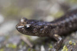 Image of Wandering Salamander