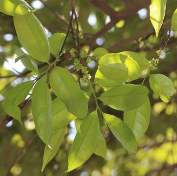 Diospyros sylvatica Roxb.的圖片