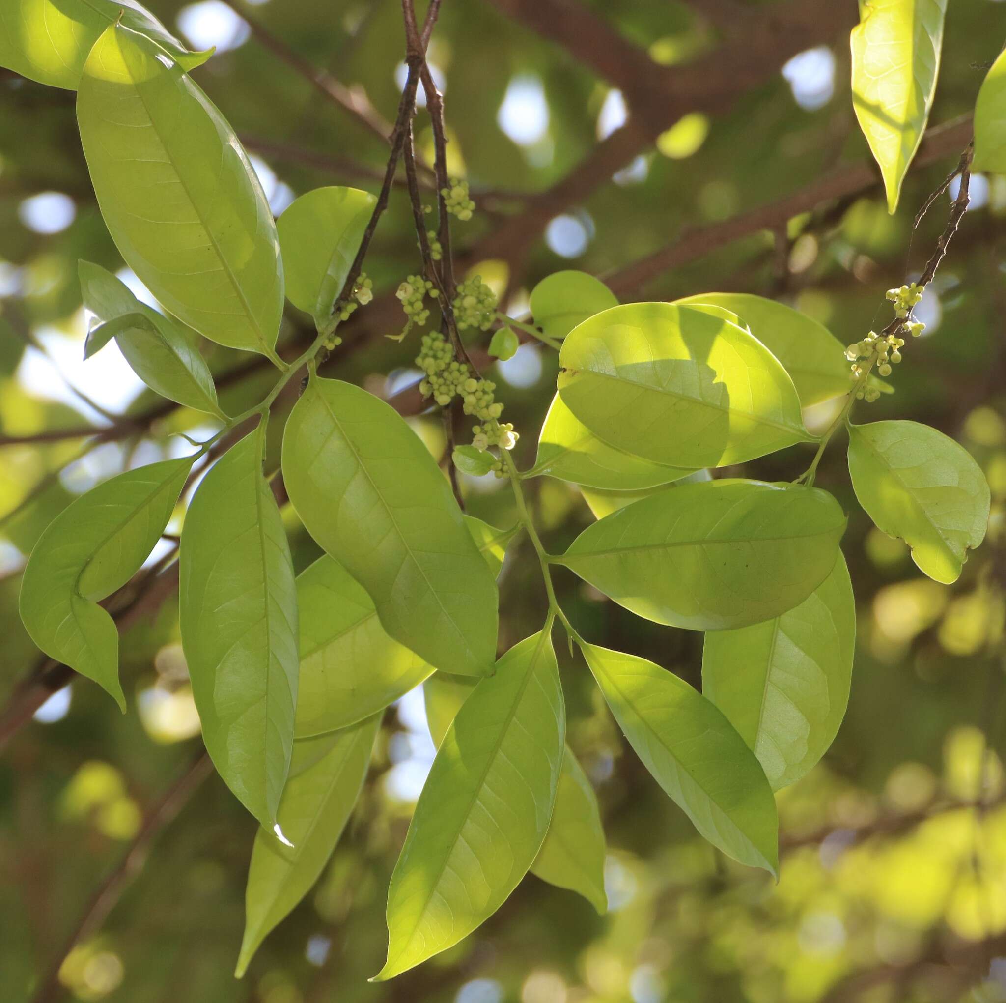 Image de Diospyros sylvatica Roxb.