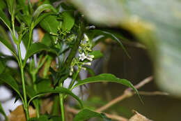 Image of Palicourea salicifolia Standl.