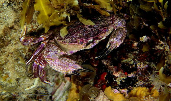 Imagem de Nectocarcinus integrifrons (Latreille 1825)