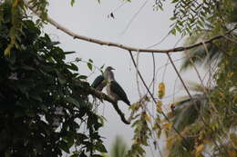 Imagem de pombo imperial verde