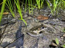 Litoria freycineti Tschudi 1838的圖片