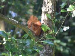 Image de Sciurus subgen. Sciurus Linnaeus 1758