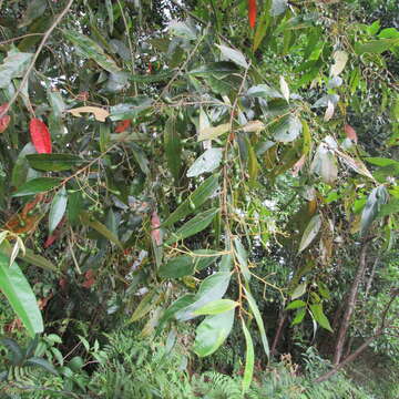 Image of Nectandra lineata (Kunth) J. G. Rohwer