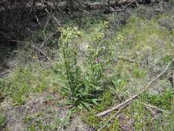 Image of Parry's thistle