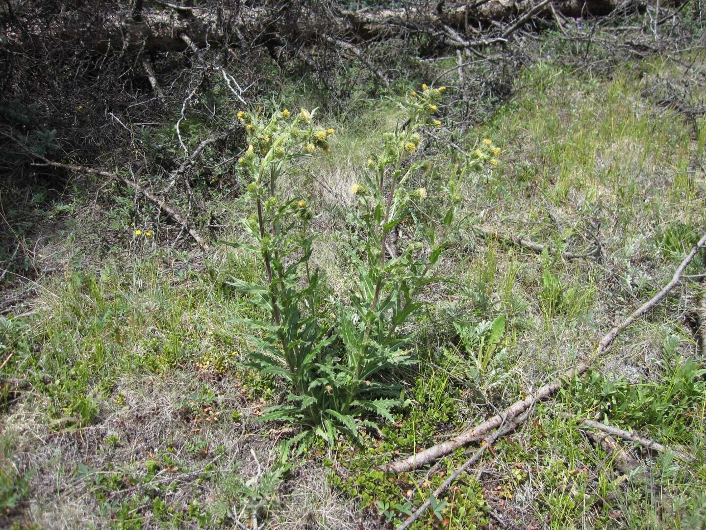 Plancia ëd Cirsium parryi (A. Gray) Petr.