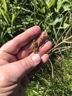 Image of Prairie sedge