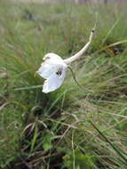 Plancia ëd Delphinium leroyi Franch. ex Huth