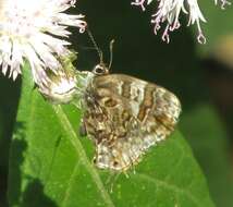 Image of <i>Aubergina vanessoides</i>