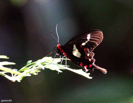 Parides agavus (Drury 1782)的圖片