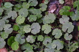 Imagem de Hydrocotyle nepalensis Hook.