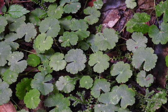 Image de Hydrocotyle nepalensis Hook.