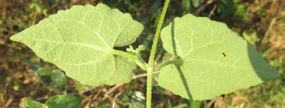 Image of Mikania natalensis DC.