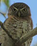 Image of Cuban Pygmy Owl