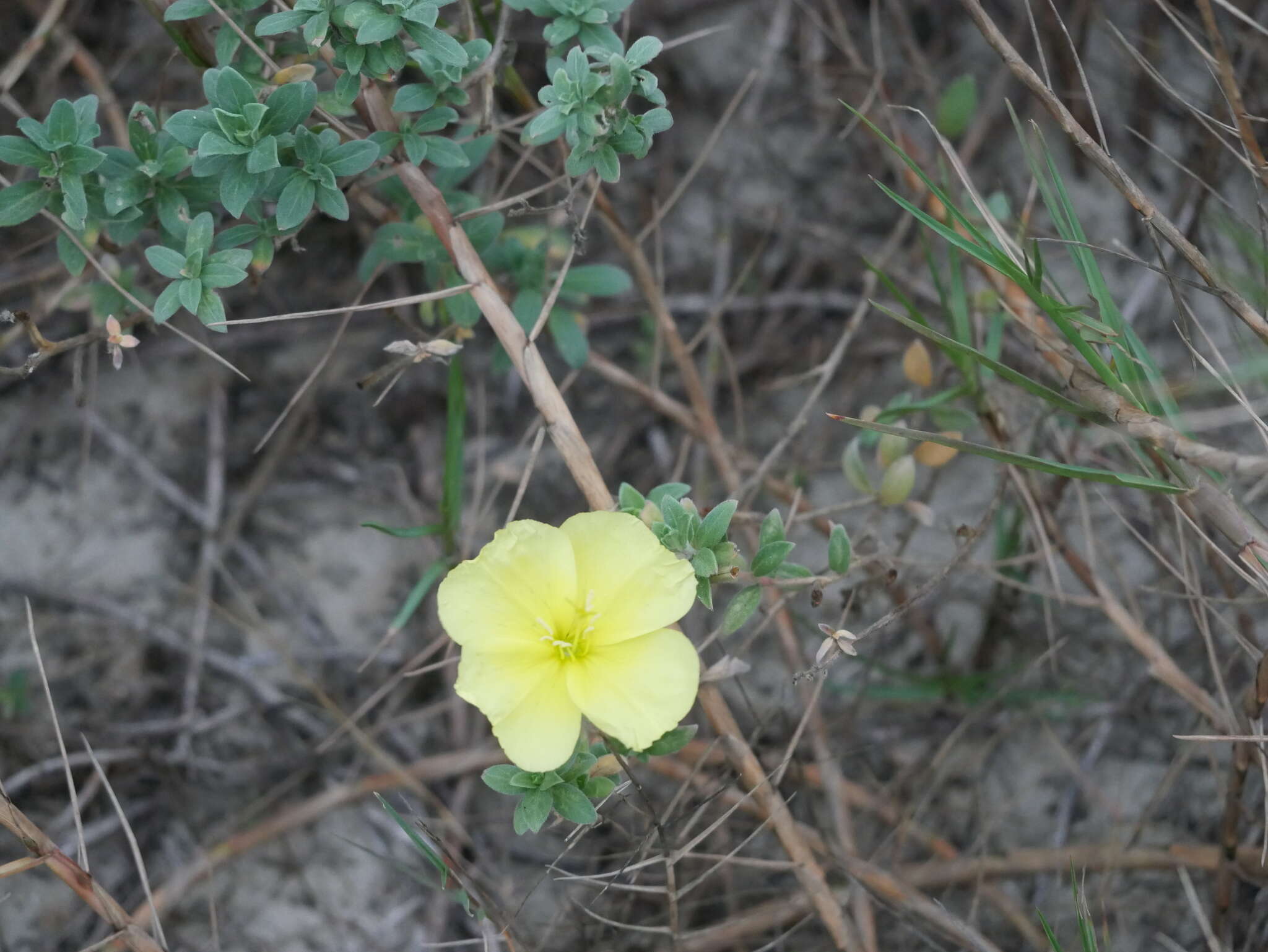 Oenothera drummondii Hook. resmi