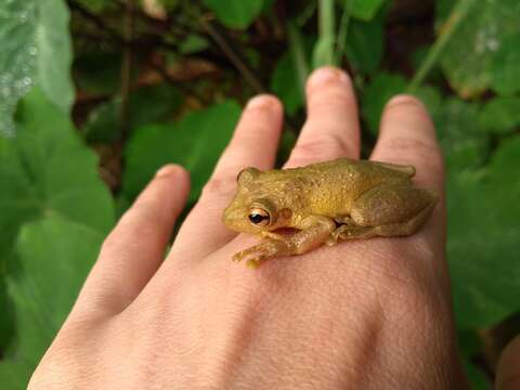 Scinax perereca Pombal, Haddad & Kasahara 1995的圖片