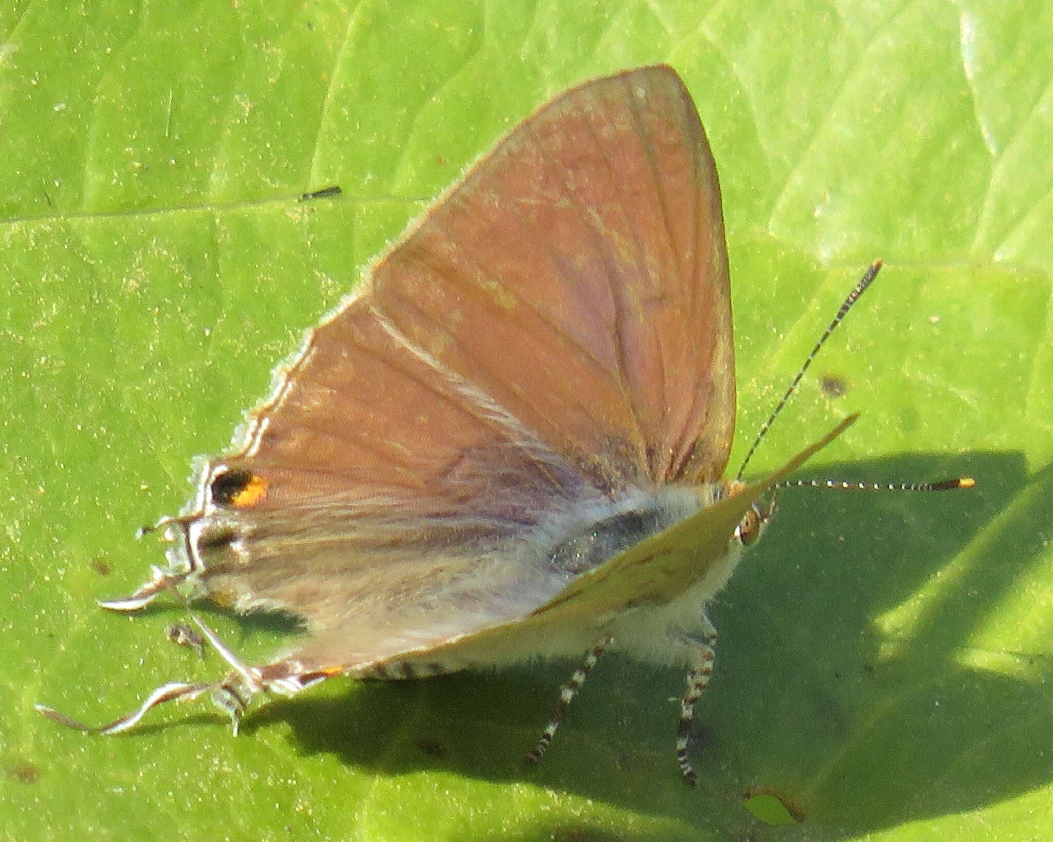 Imagem de Hypolycaena philippus philippus