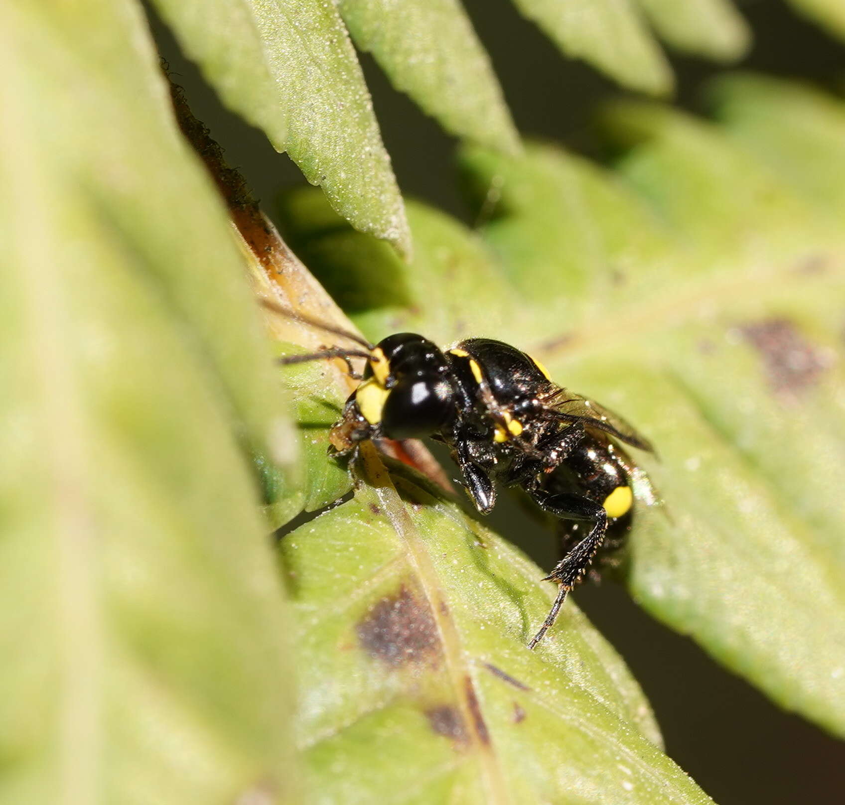 Image of Clitemnestra mimetica (Cockerell 1915)