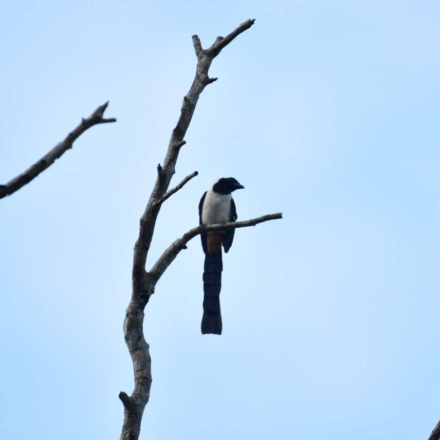 Image of White-bellied Treepie