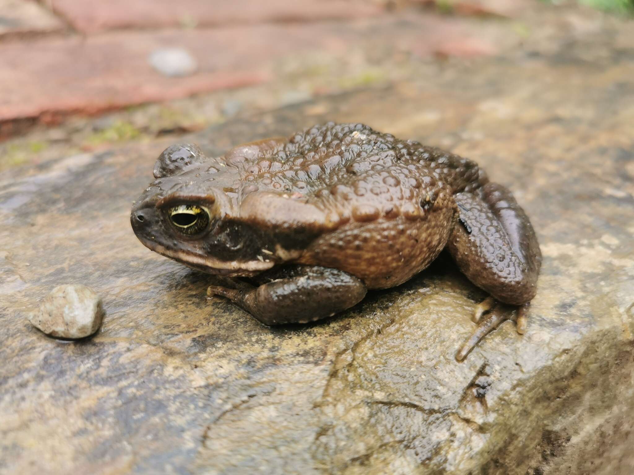 Image of Rhinella poeppigii (Tschudi 1845)