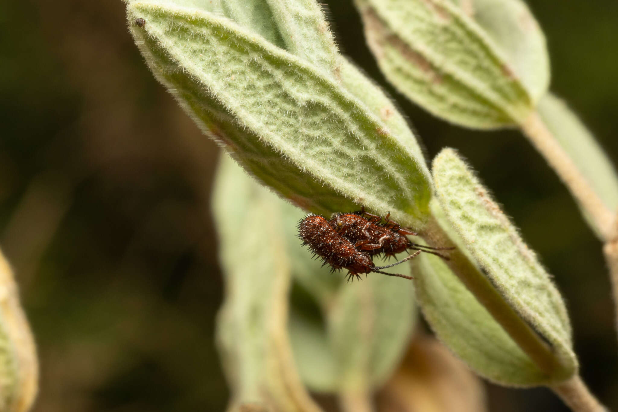 Dicladispa (Dicladispa) testacea (Linnaeus 1767) resmi