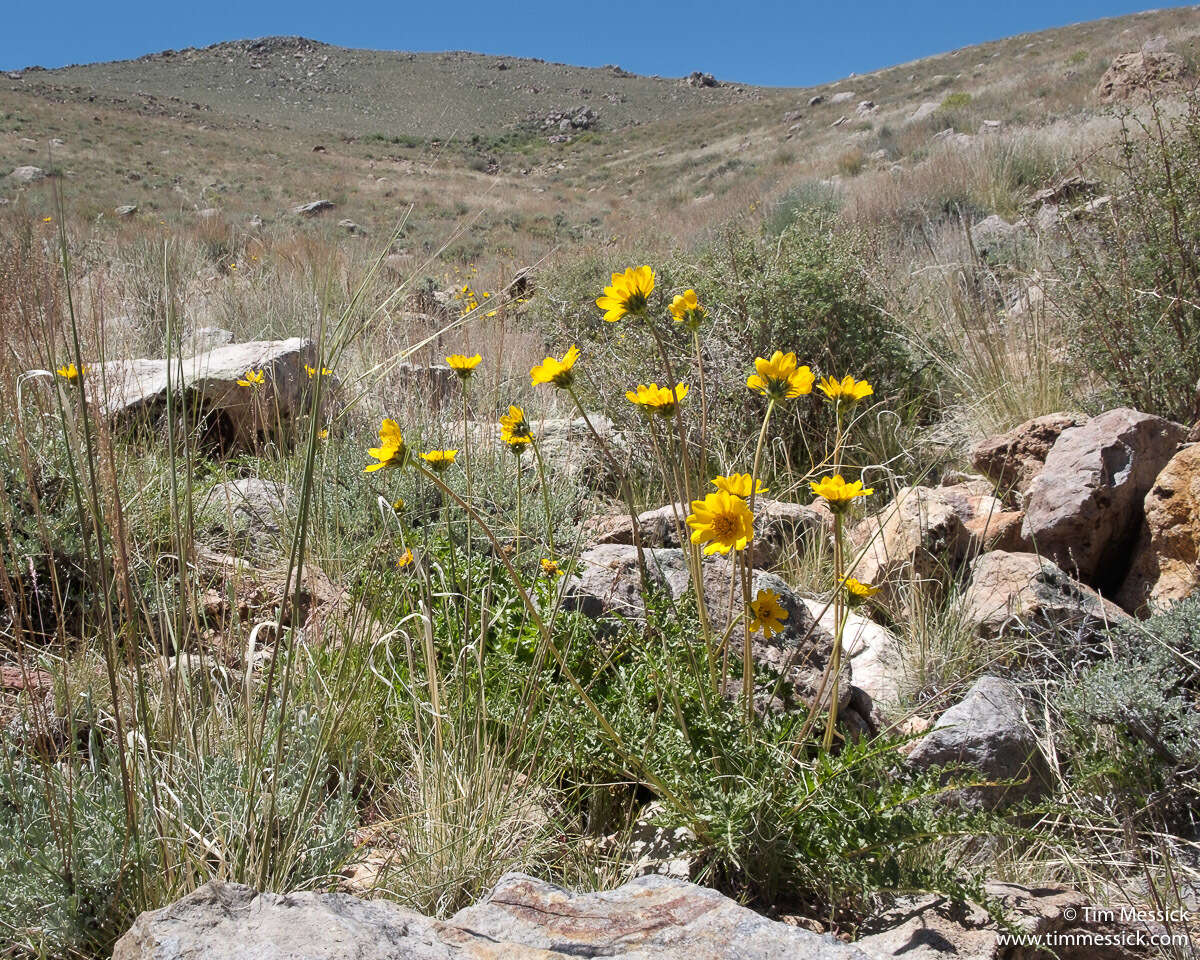 Image of hairy balsamroot