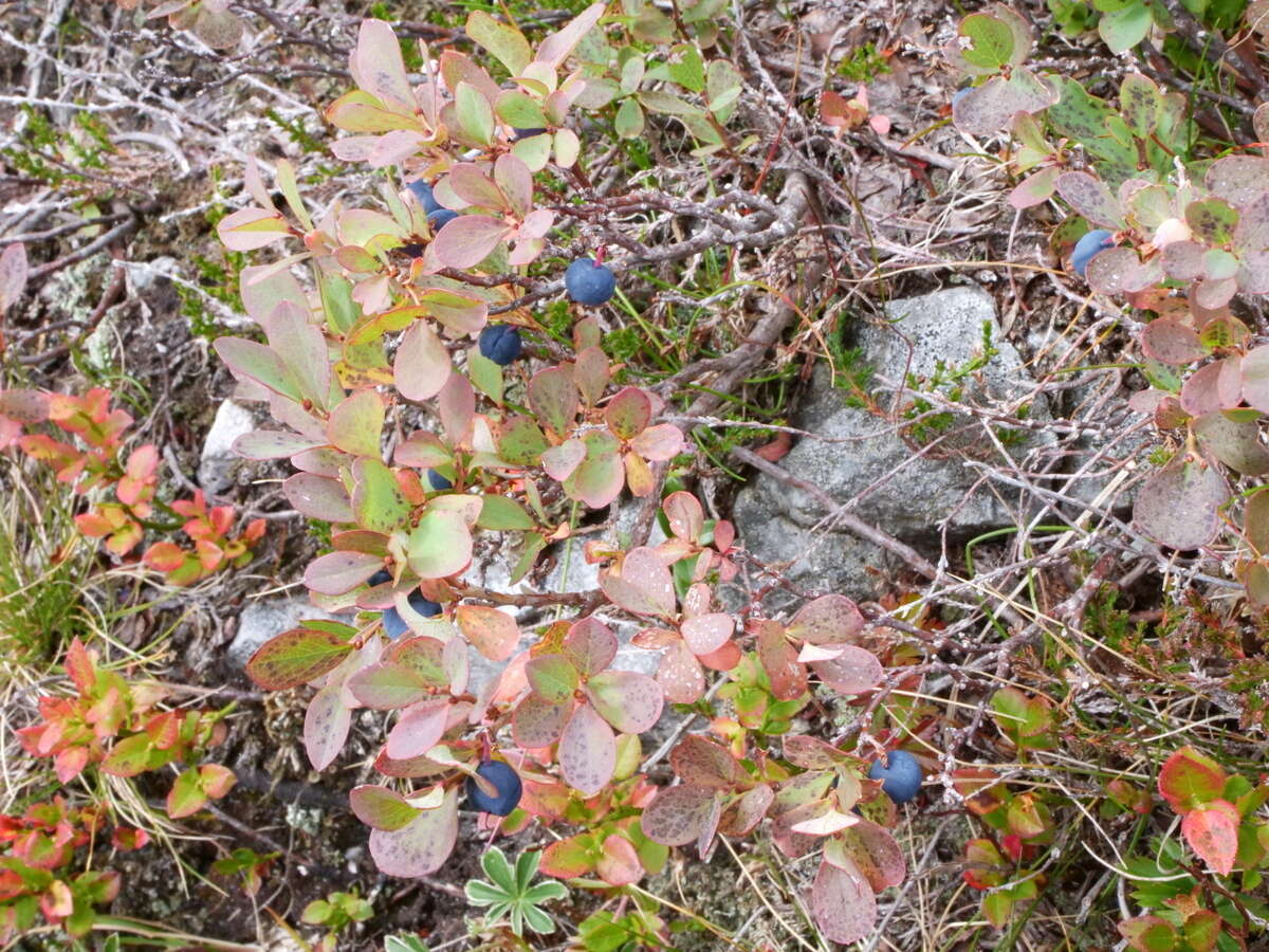 Vaccinium uliginosum subsp. microphyllum Lange的圖片