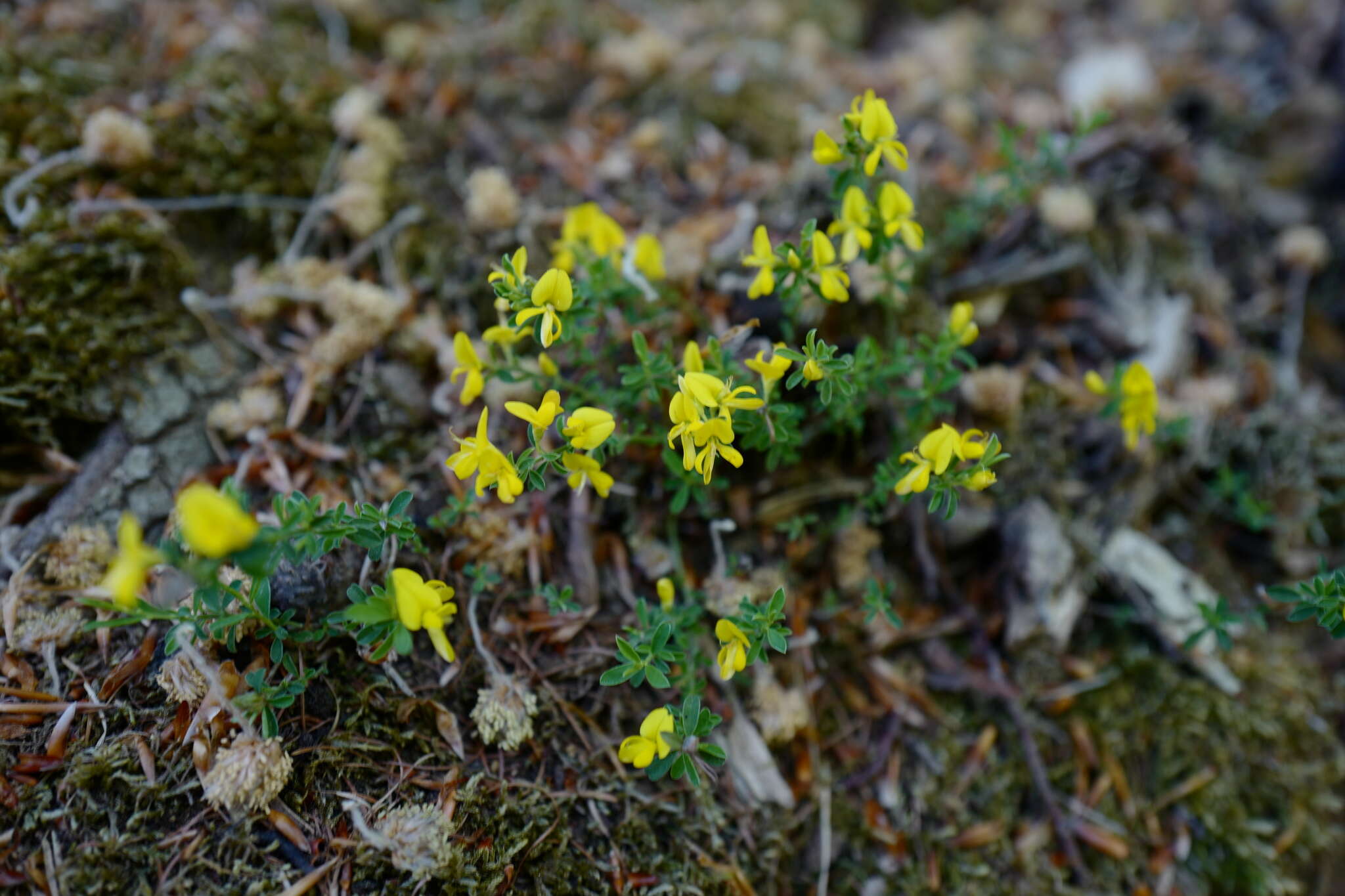 Imagem de Genista pilosa L.