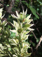 صورة Veratrum californicum var. caudatum (A. Heller) C. L. Hitchc.