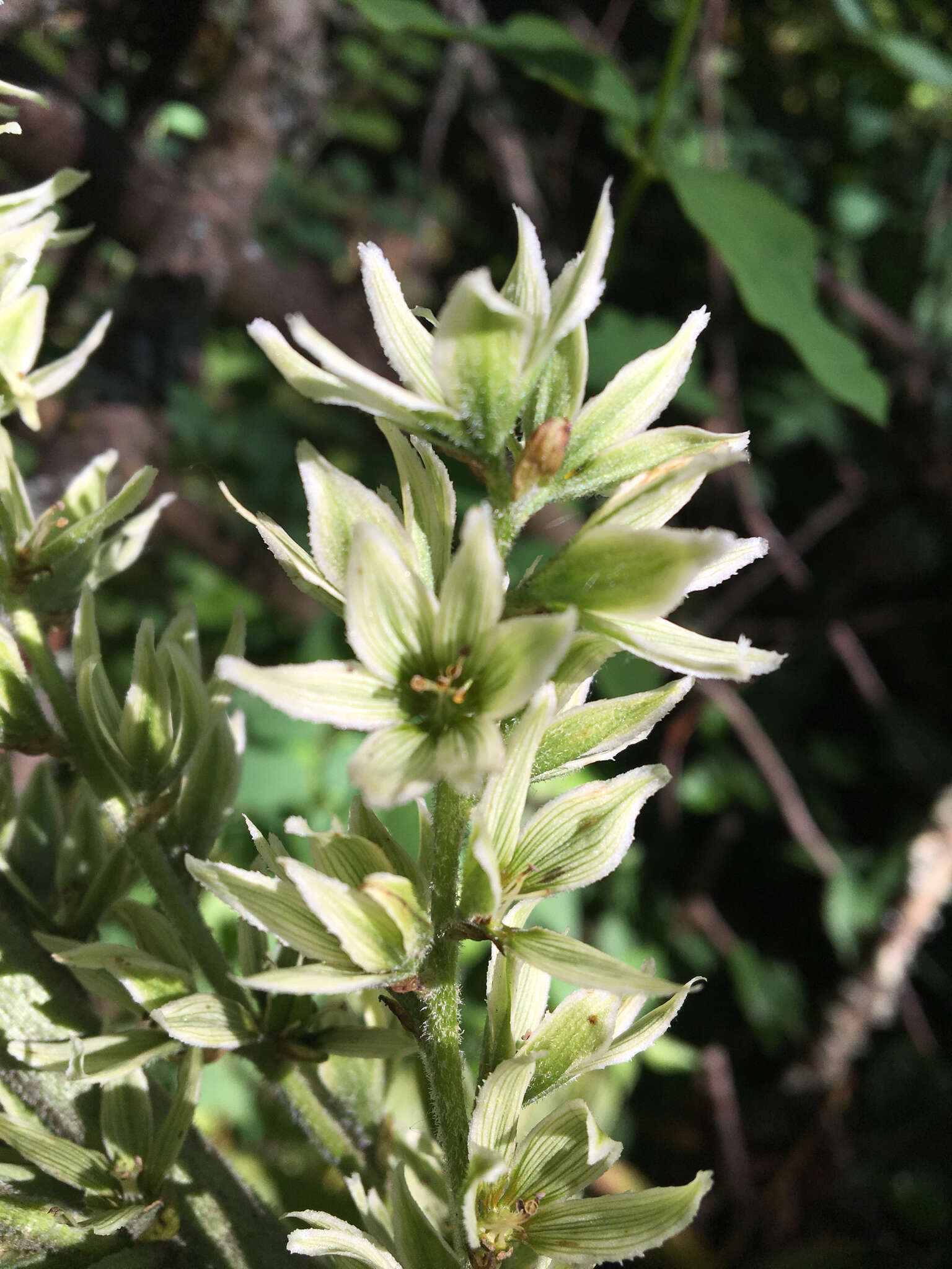 صورة Veratrum californicum var. caudatum (A. Heller) C. L. Hitchc.