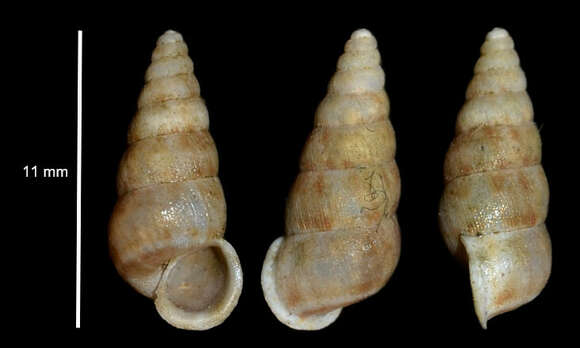 Image of Obscurella conica (Vallot 1801)