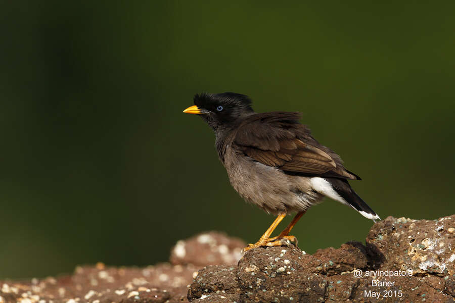 Image of Jungle Myna