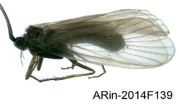 Image of <i>Hydatophylax infumatus</i> (Mc Lachlan 1865)