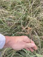 Image of Fringed Windmill Grass