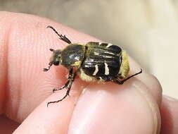 Image of Texas Flower Scarab