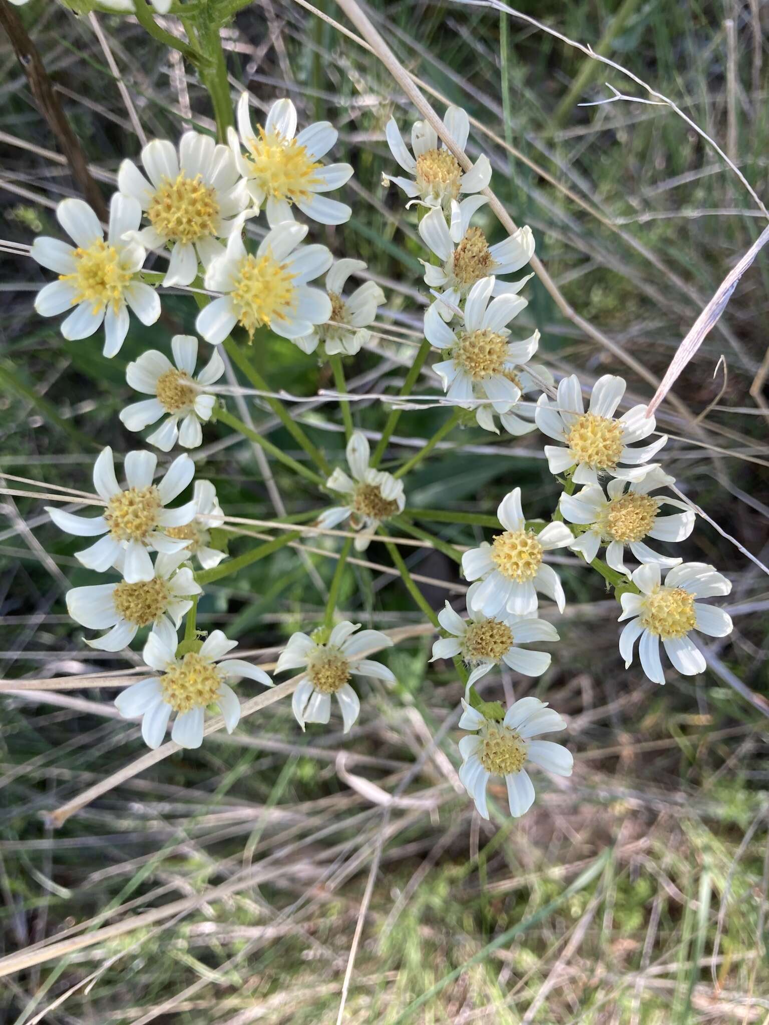 Image of paleyellow ragwort