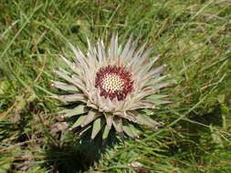 Image of Macledium zeyheri subsp. argyrophyllum (Oliv.) S. Ortiz