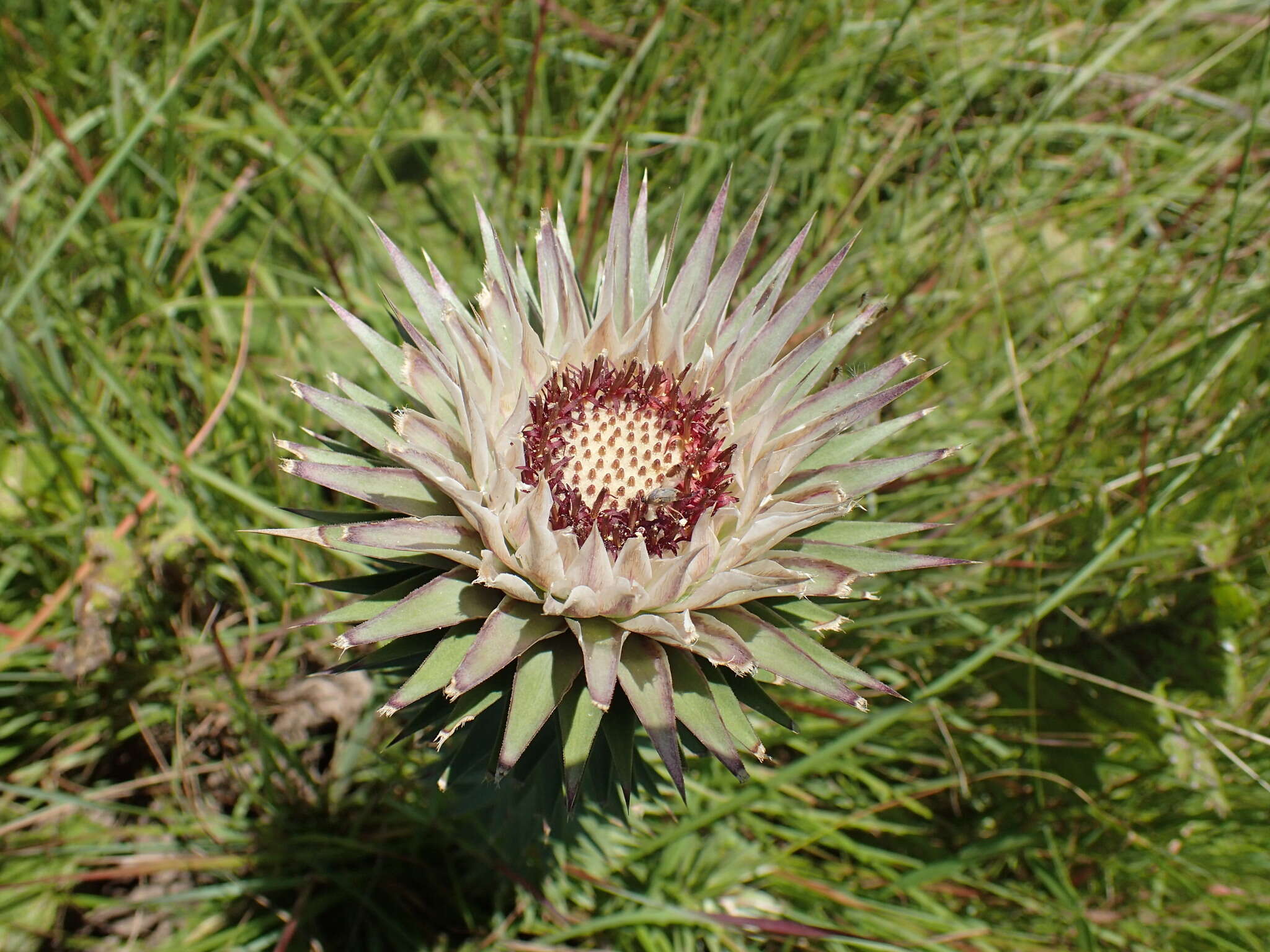 Image of Macledium zeyheri subsp. argyrophyllum (Oliv.) S. Ortiz