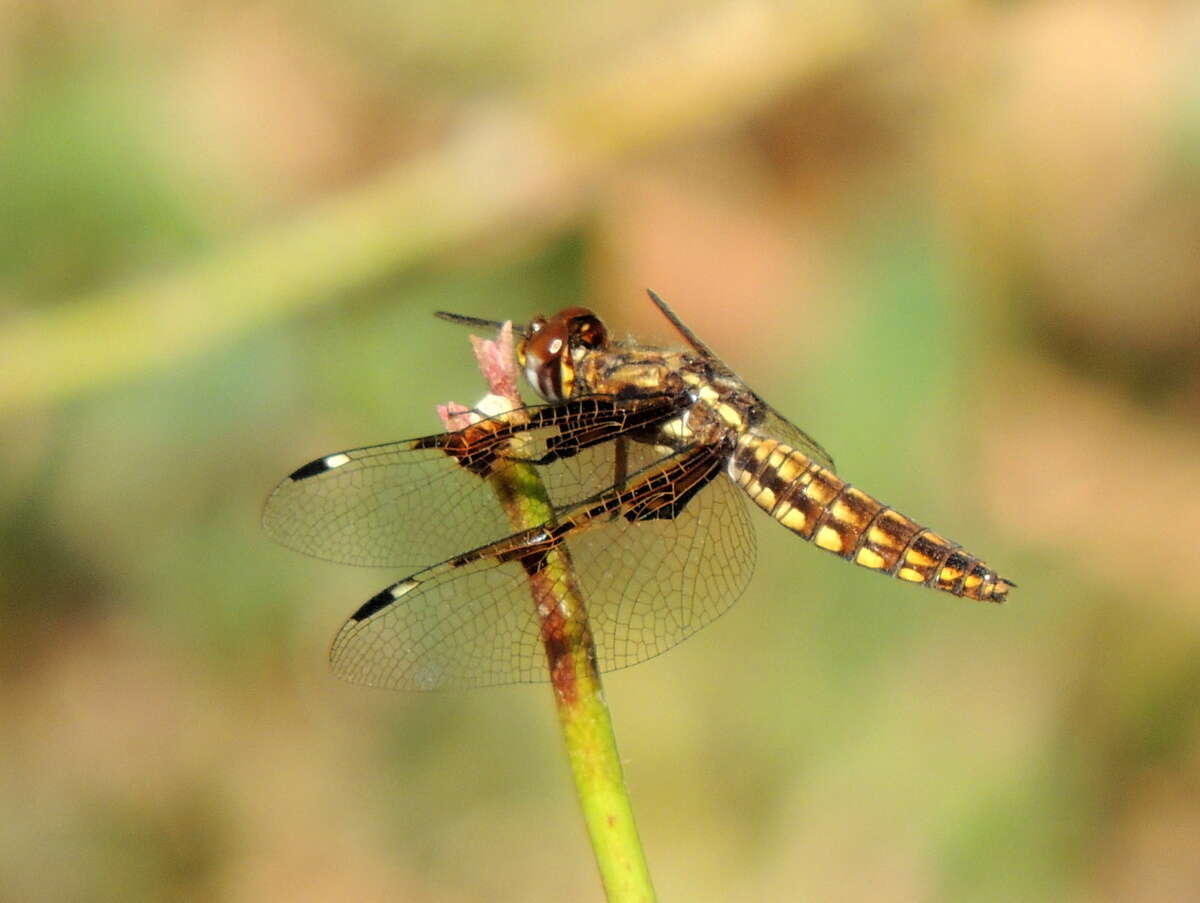 Image of Palpopleura vestita Rambur 1842