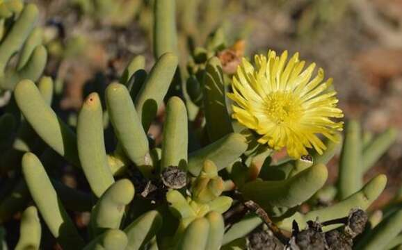 Leipoldtia frutescens (L. Bol.) H. E. K. Hartm. resmi