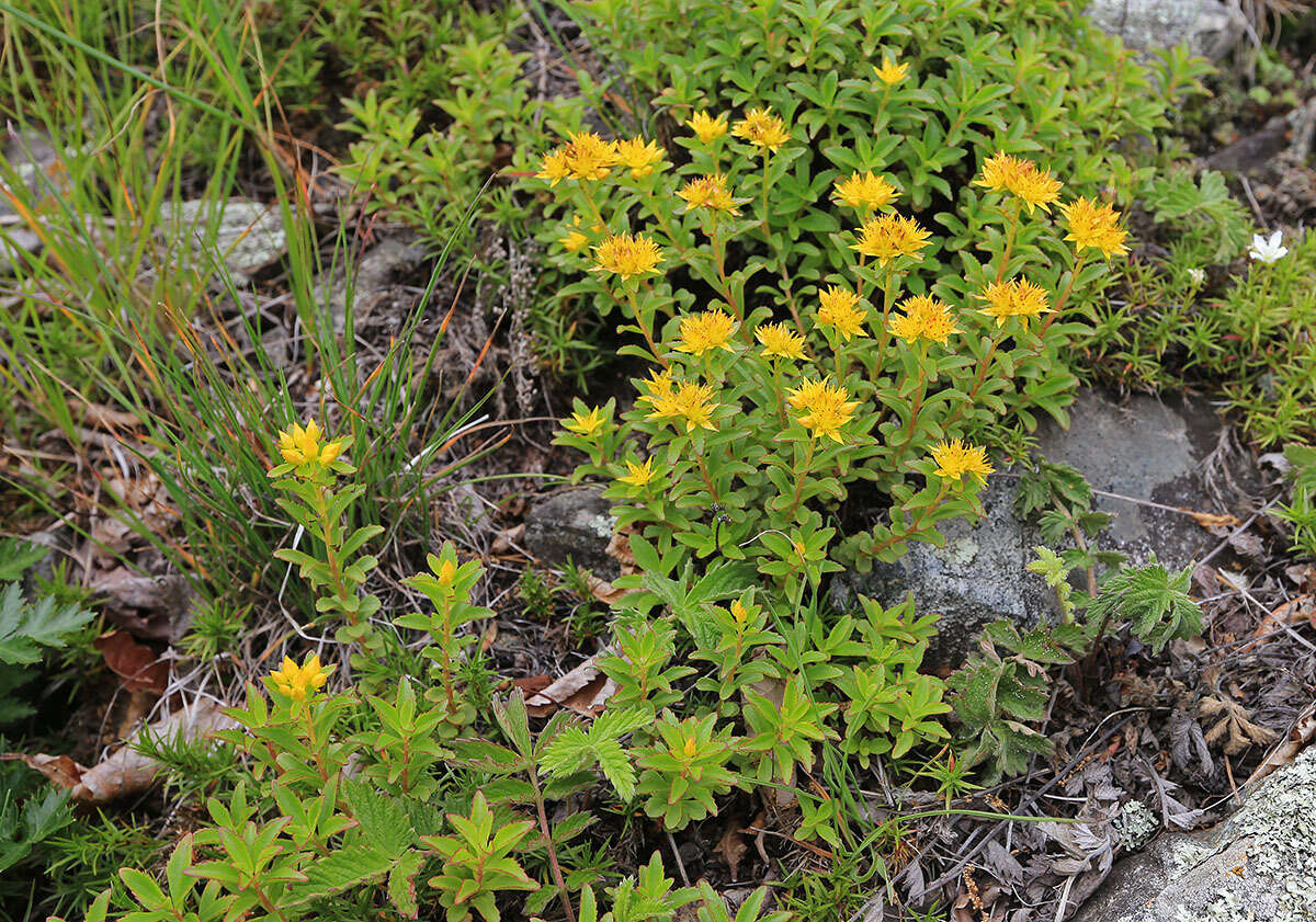 Image of Phedimus middendorfianus (Maxim.) H. 't Hart