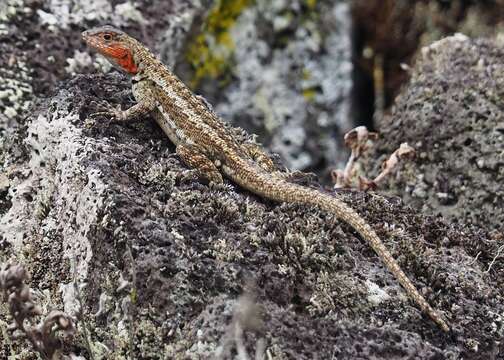 Plancia ëd Microlophus grayii (Bell 1843)