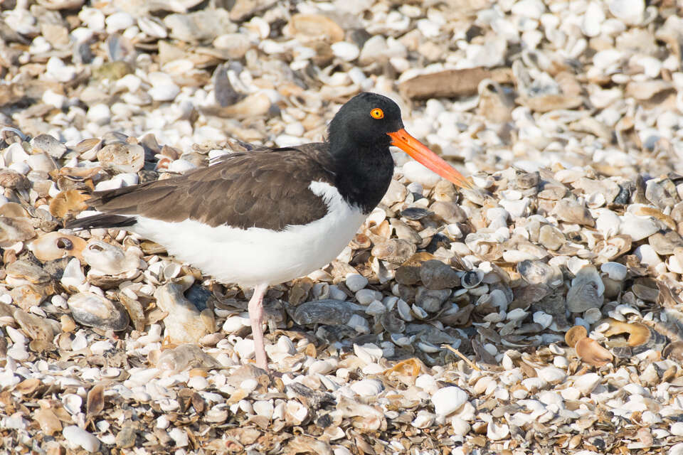 Image of American Oystercatcher