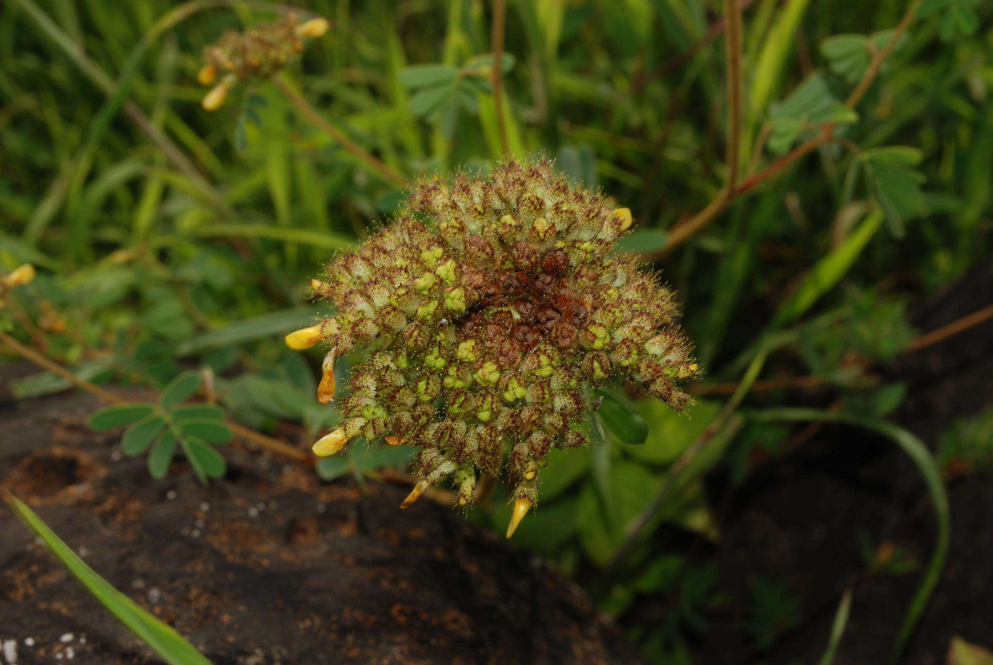 Image of Smithia pycnantha Baker