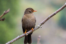 Image of Indian Blackbird